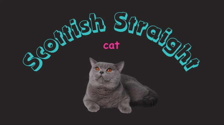 scottish straight cat